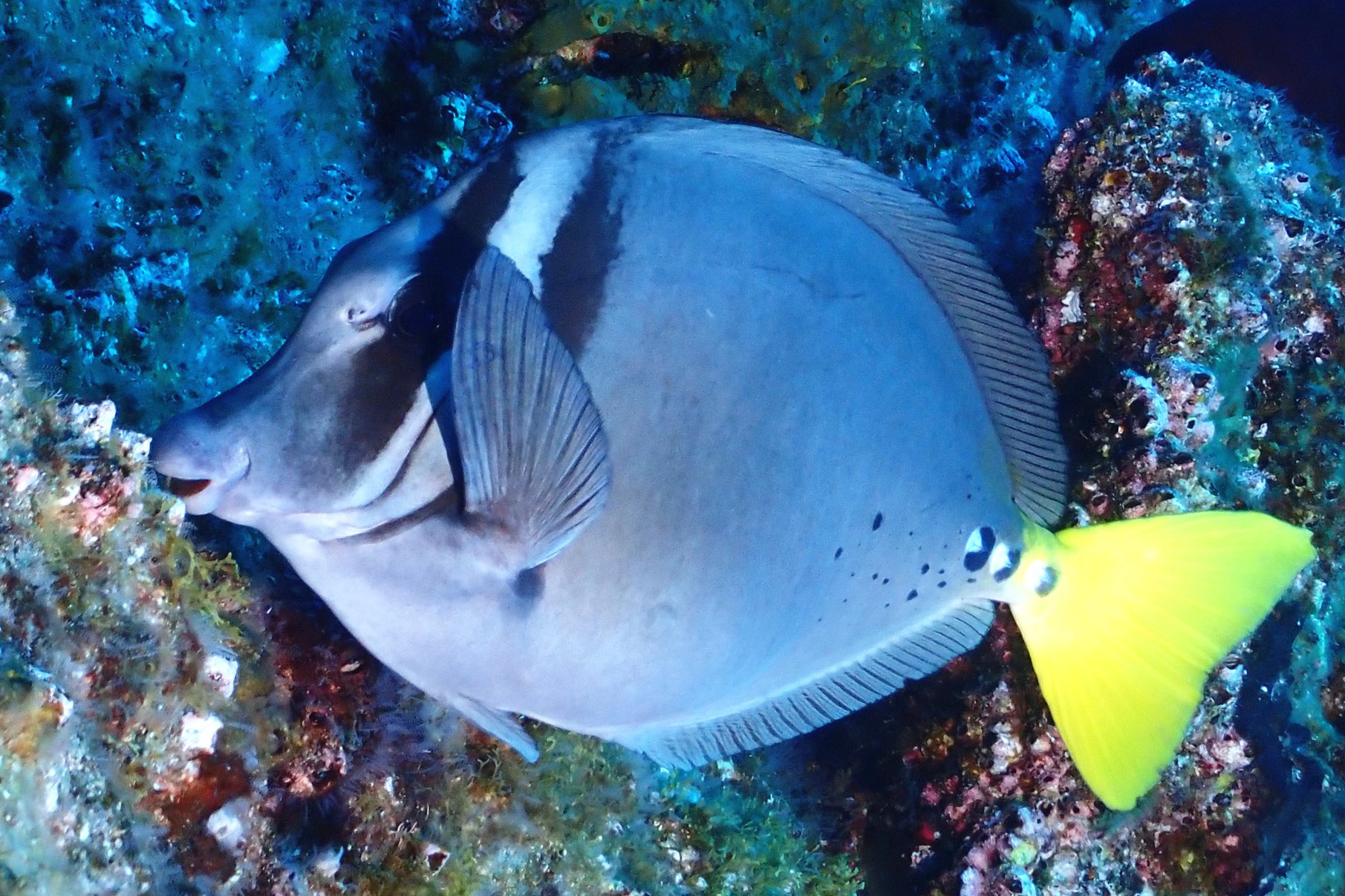 Prionurus laticlavius