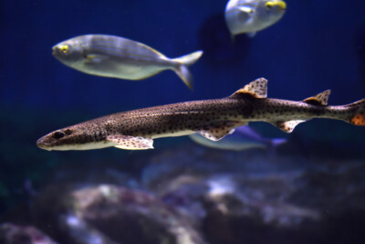 petite roussette Scyliorhinidae