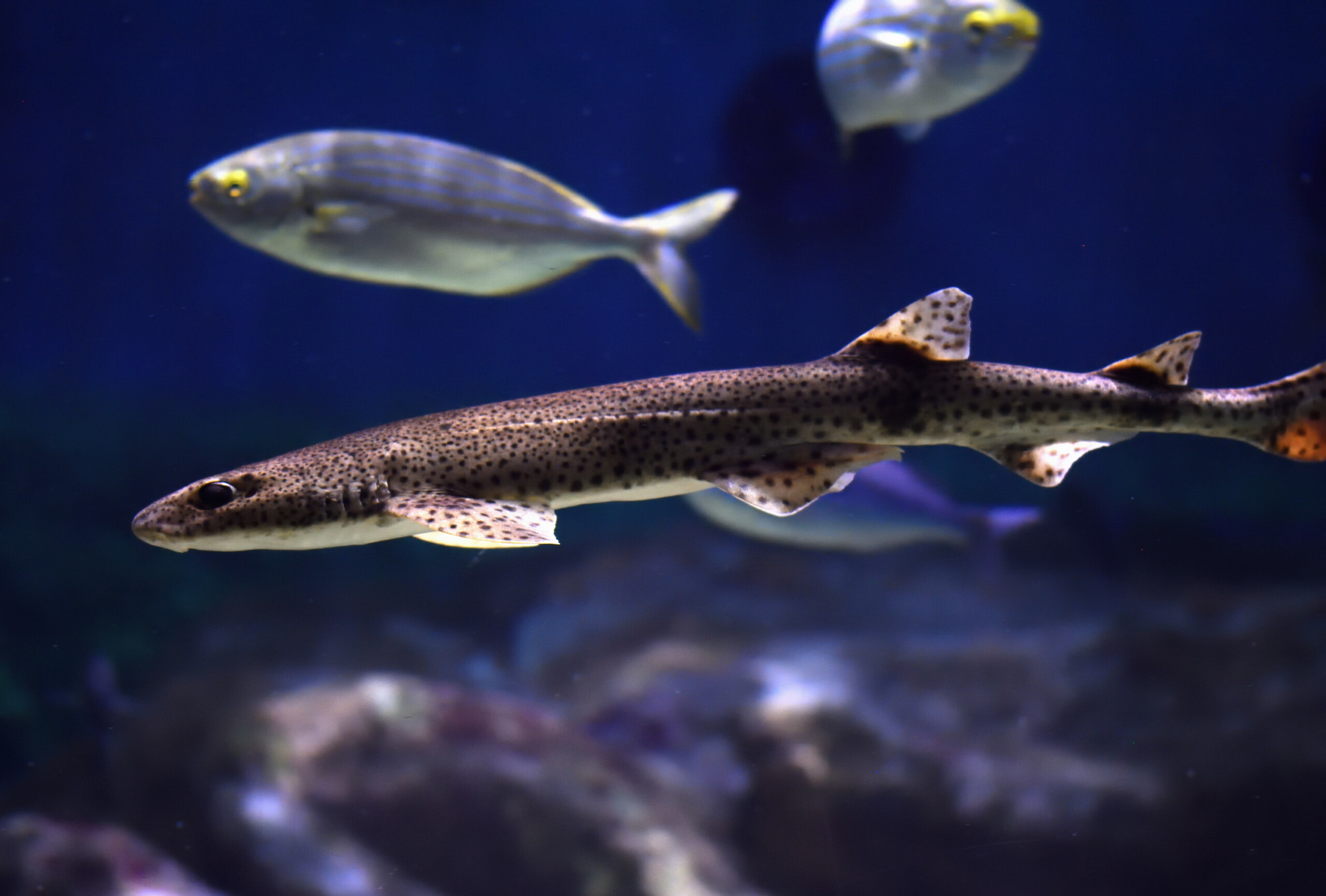 Scyliorhinus canicula