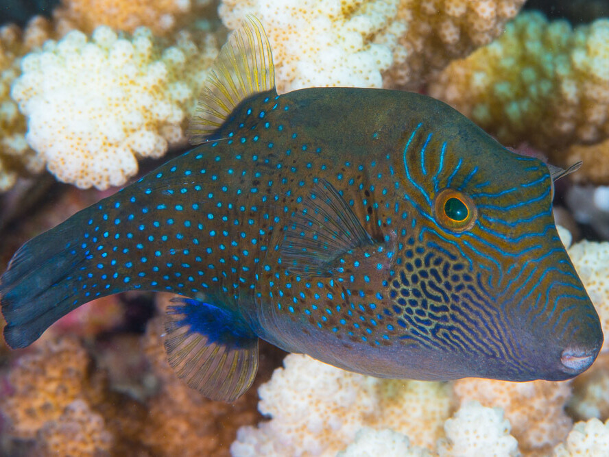 Canthigaster amboinensis