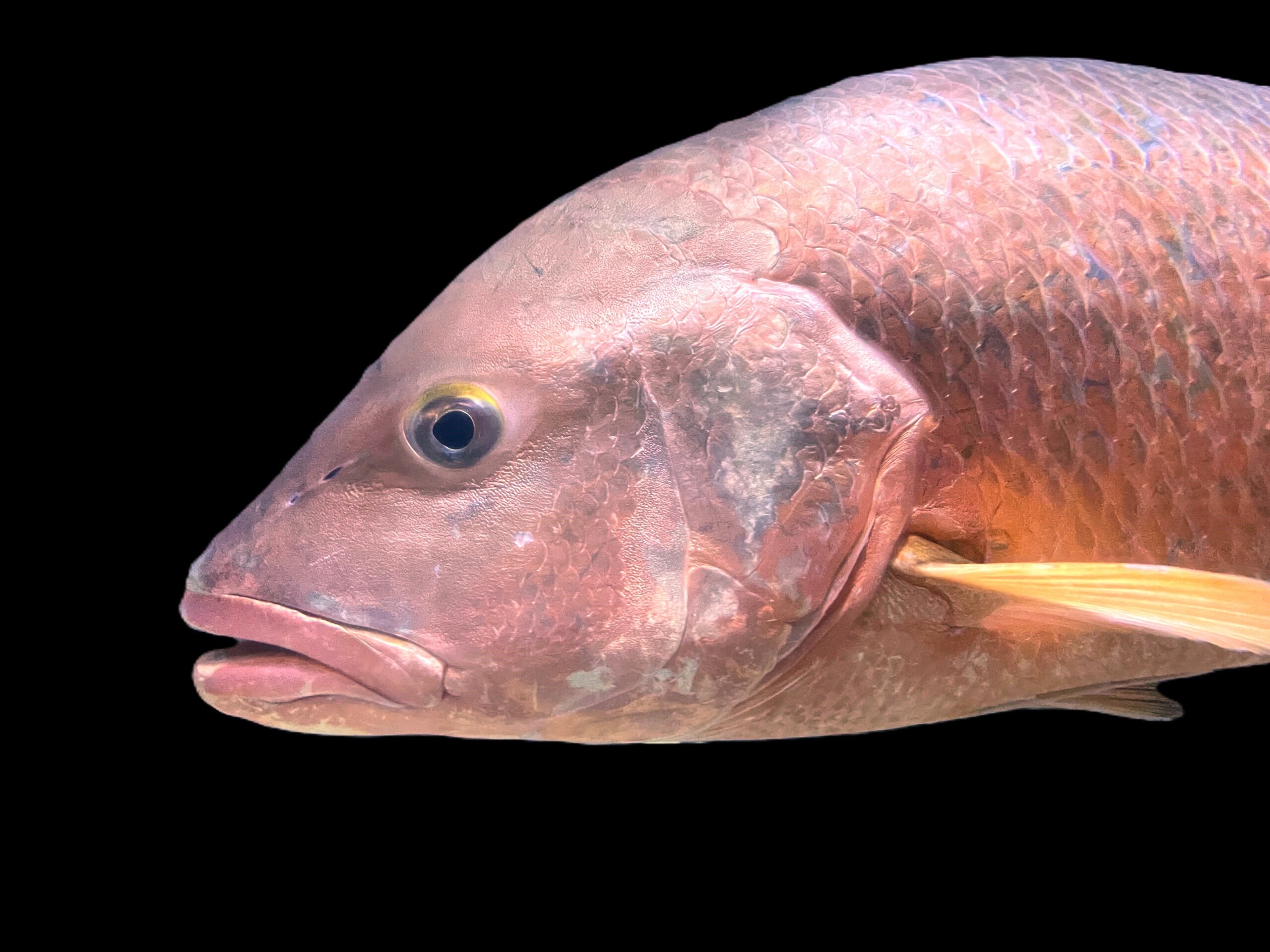Lutjanus campechanus