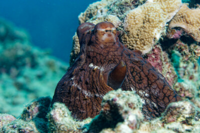 poulpe de récif Octopodidae