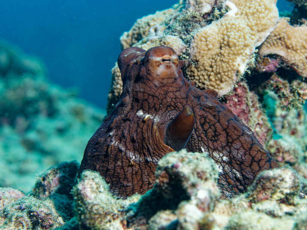 Octopus cyanea