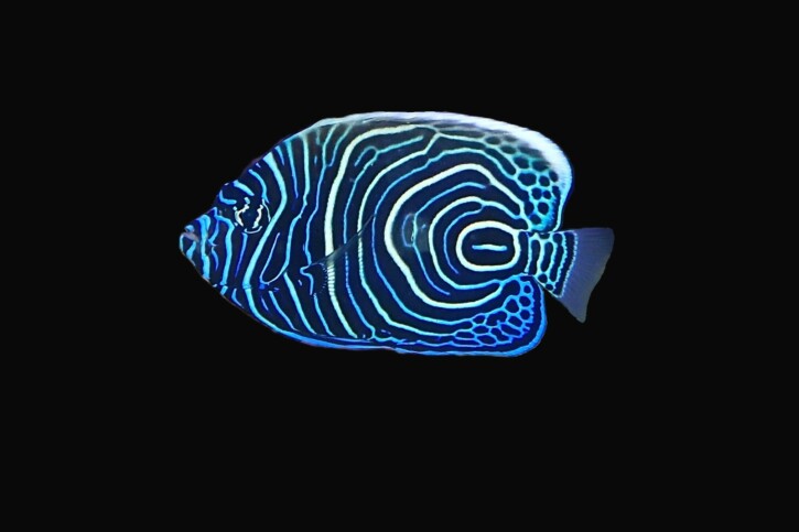 Pomacanthus imperator - poisson empereur