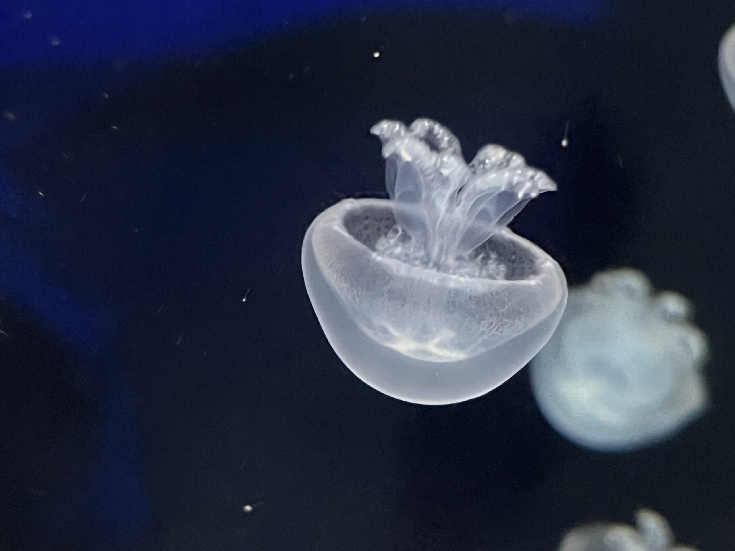 Stomolophus meleagris