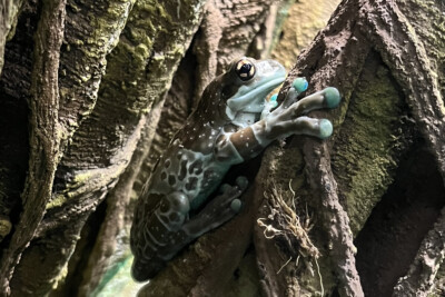 grenouille lait Hylidae