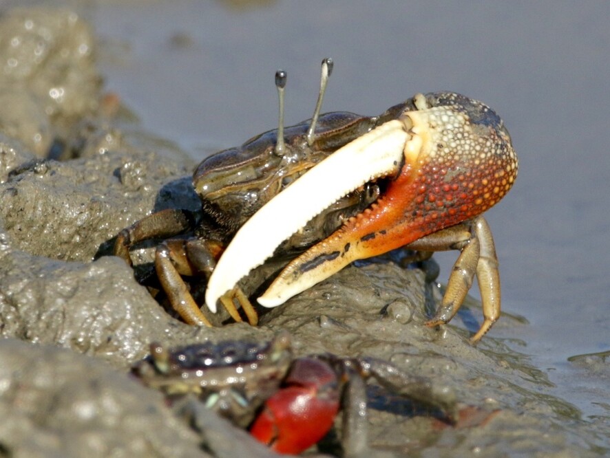 Tubuca dussumieri