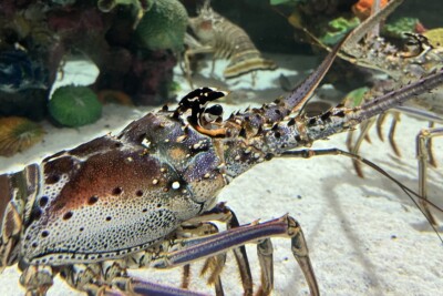 langouste des Caraïbes Palinuridae