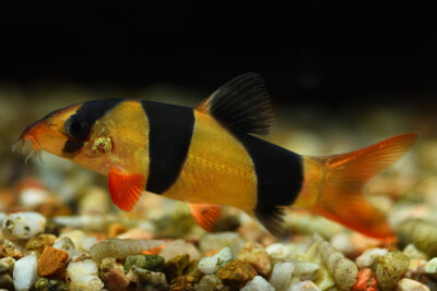 botia clown Cobitidae