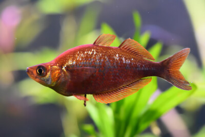 Espèce : Glossolepis incisus