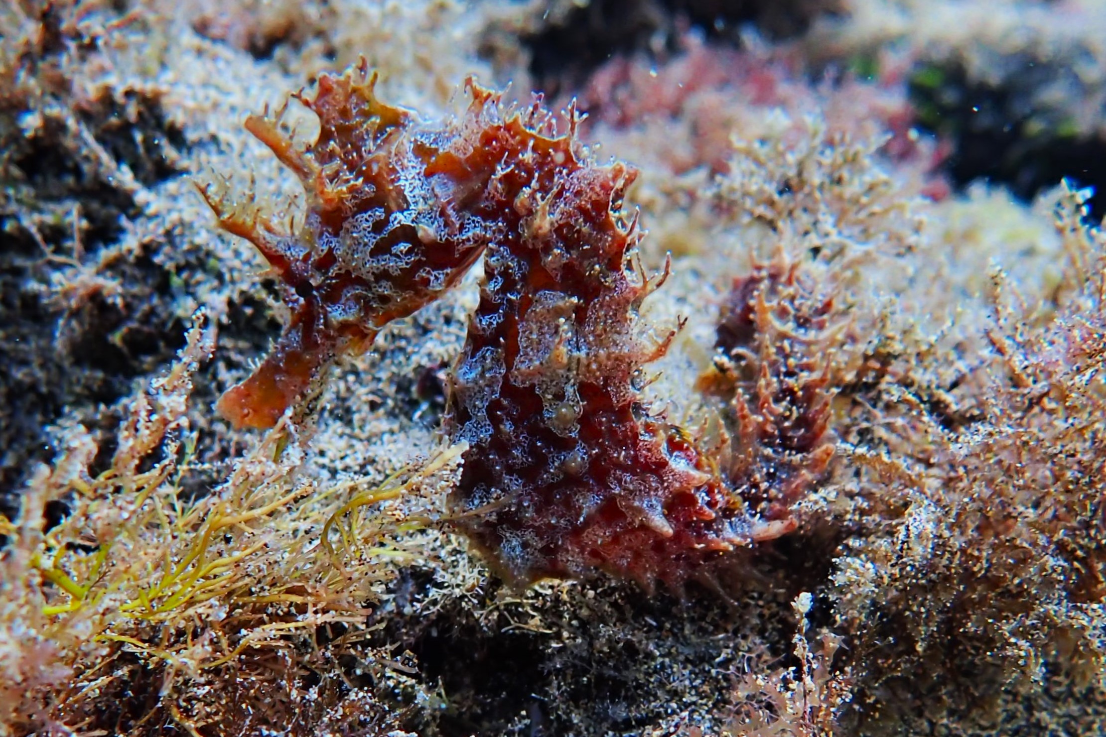 Hippocampus hippocampus