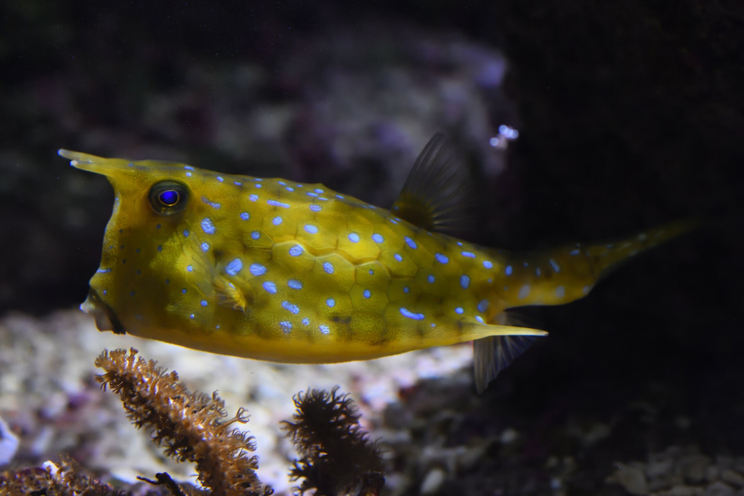 Lactoria cornuta