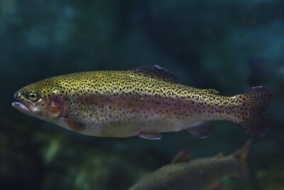 Truite arc-en-ciel Salmonidae