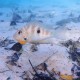 picture of Thorichthys meeki