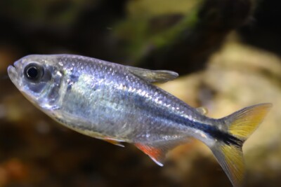tétra mexicain Characidae