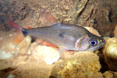 Charax tectifer Characidae