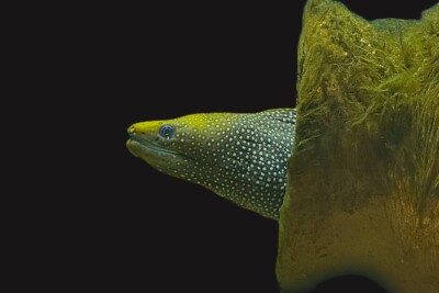 murène ponctuée Muraenidae