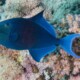picture of Odonus niger