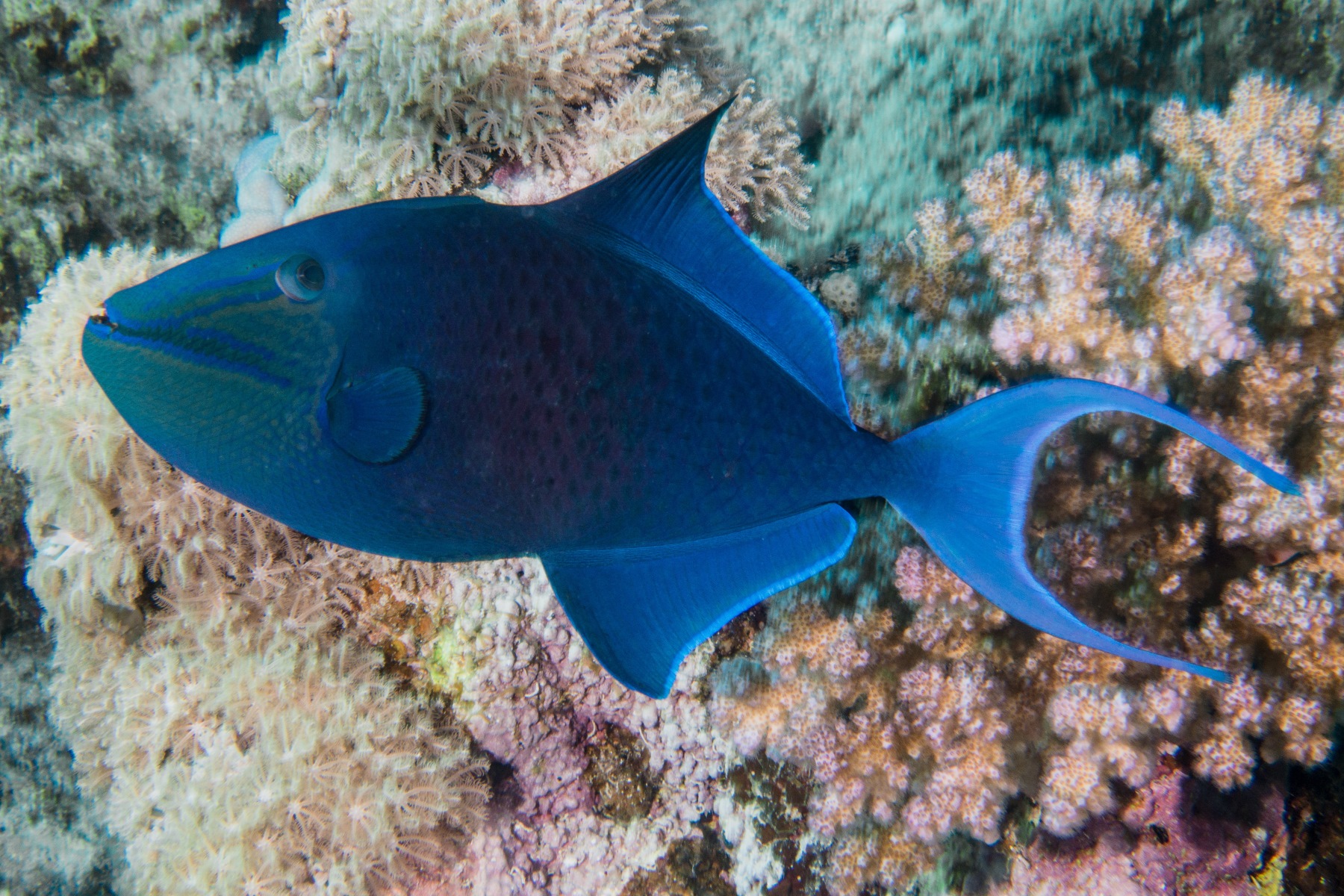 Odonus niger