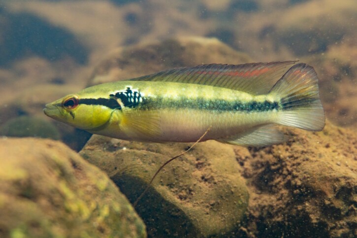Saxatilia lepidota