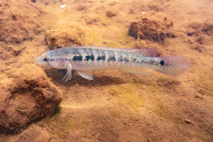 Crenicichla ypo