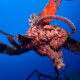 picture of Antennarius commerson