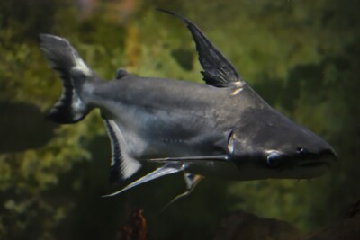 Espèce : Pangasianodon hypophthalmus