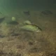 picture of Notopterus notopterus