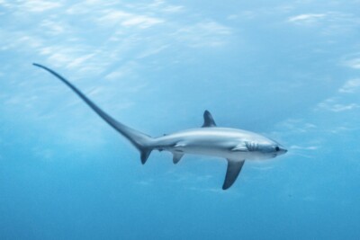 Espèce : requin renard