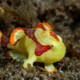 picture of Antennarius maculatus