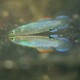 picture of Aplocheilus panchax