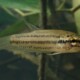 picture of Betta pallida