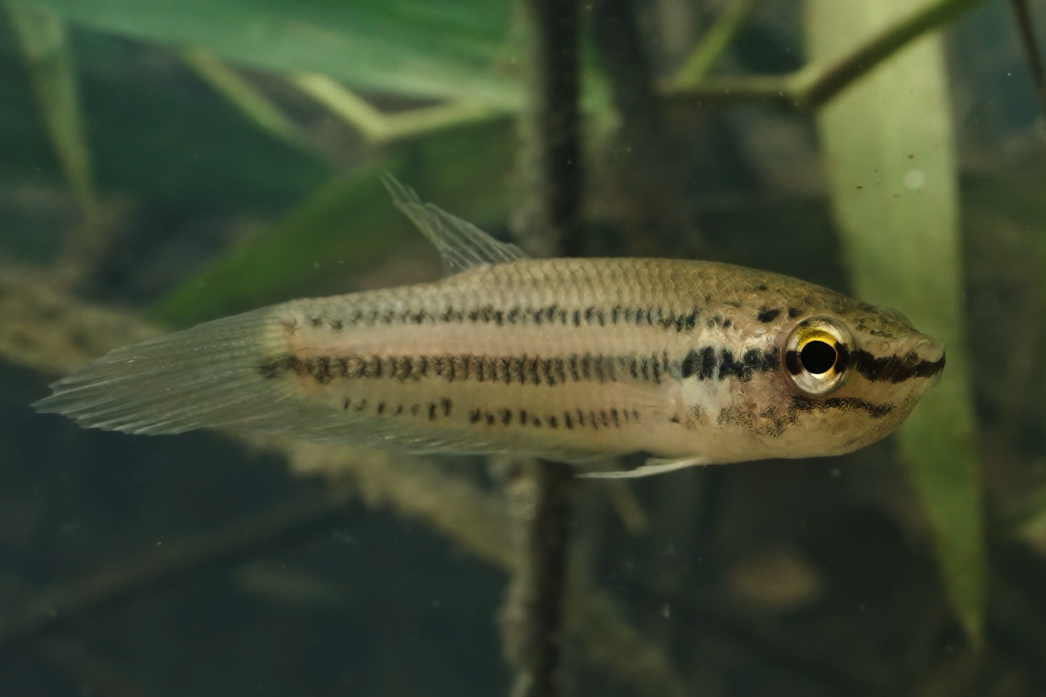 Betta pallida