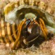 picture of Calcinus laevimanus