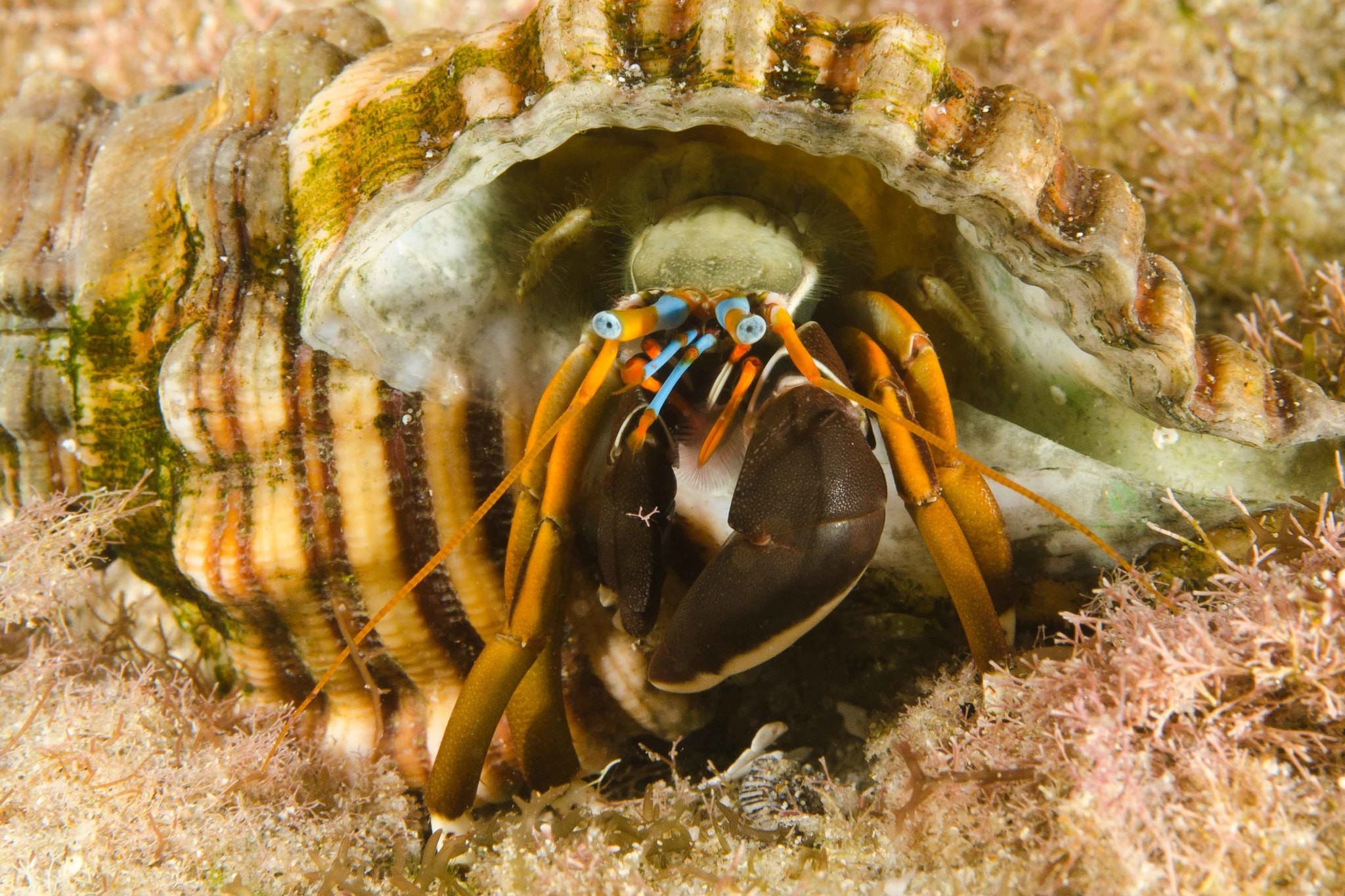 Calcinus laevimanus