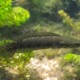 picture of Channa lucius