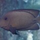 picture of Ctenochaetus hawaiiensis