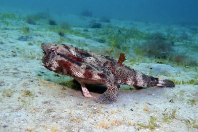 Espèce : poisson chauve‐souris tacheté