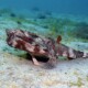 picture of Ogcocephalus cubifrons