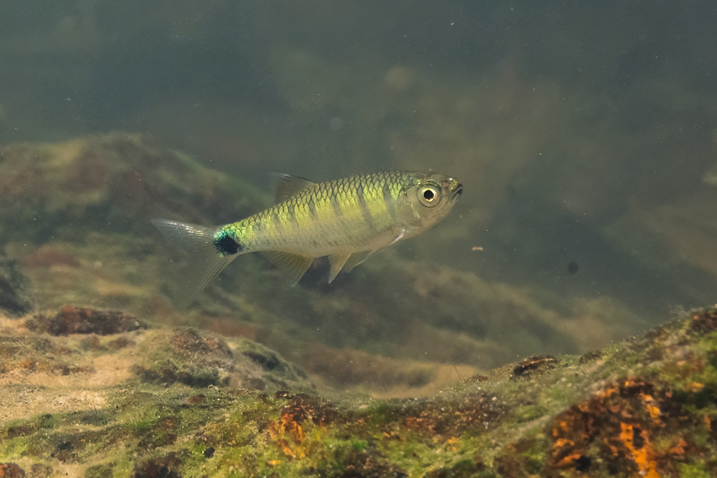 Opsarius bernatziki