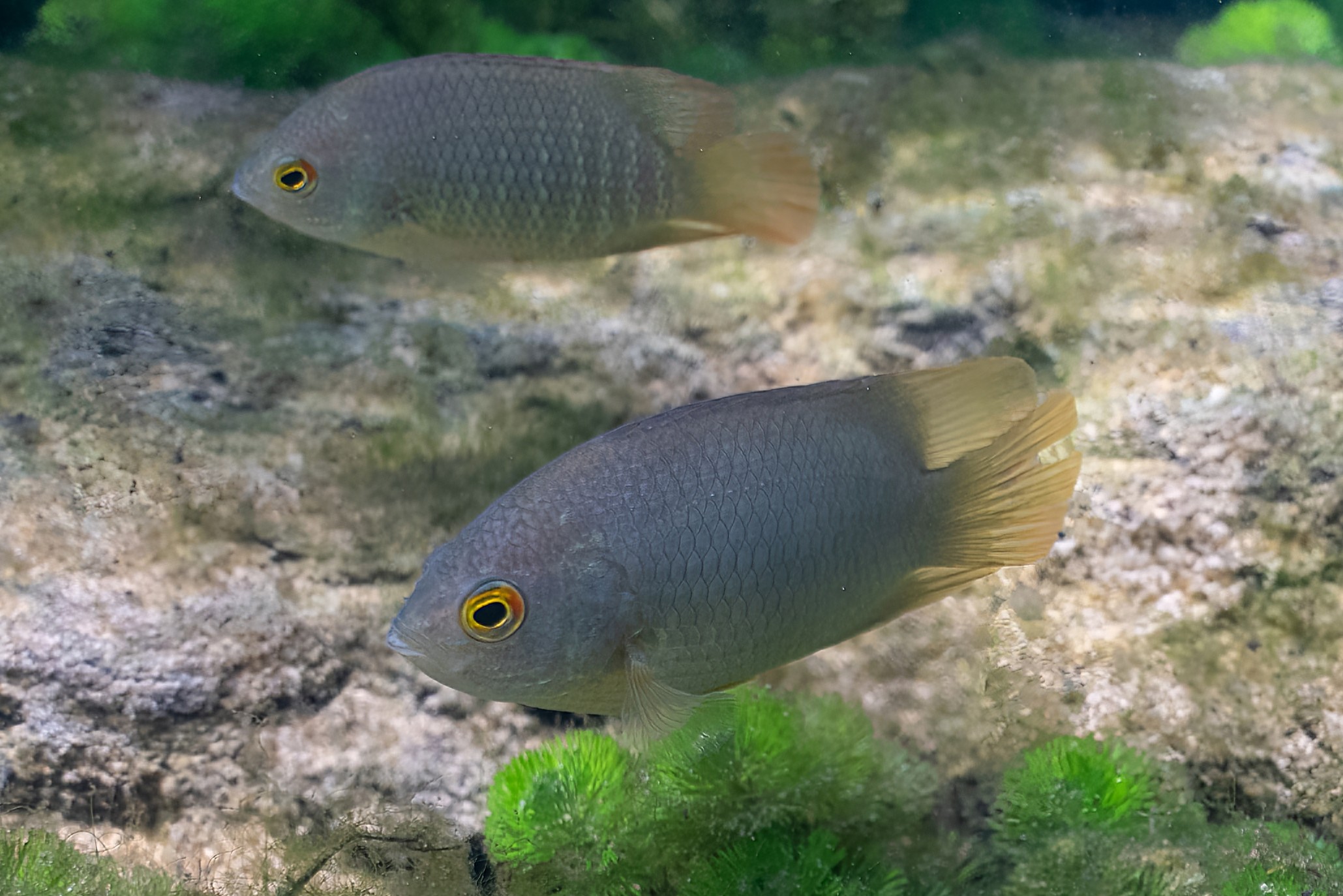 Pristolepis grootii