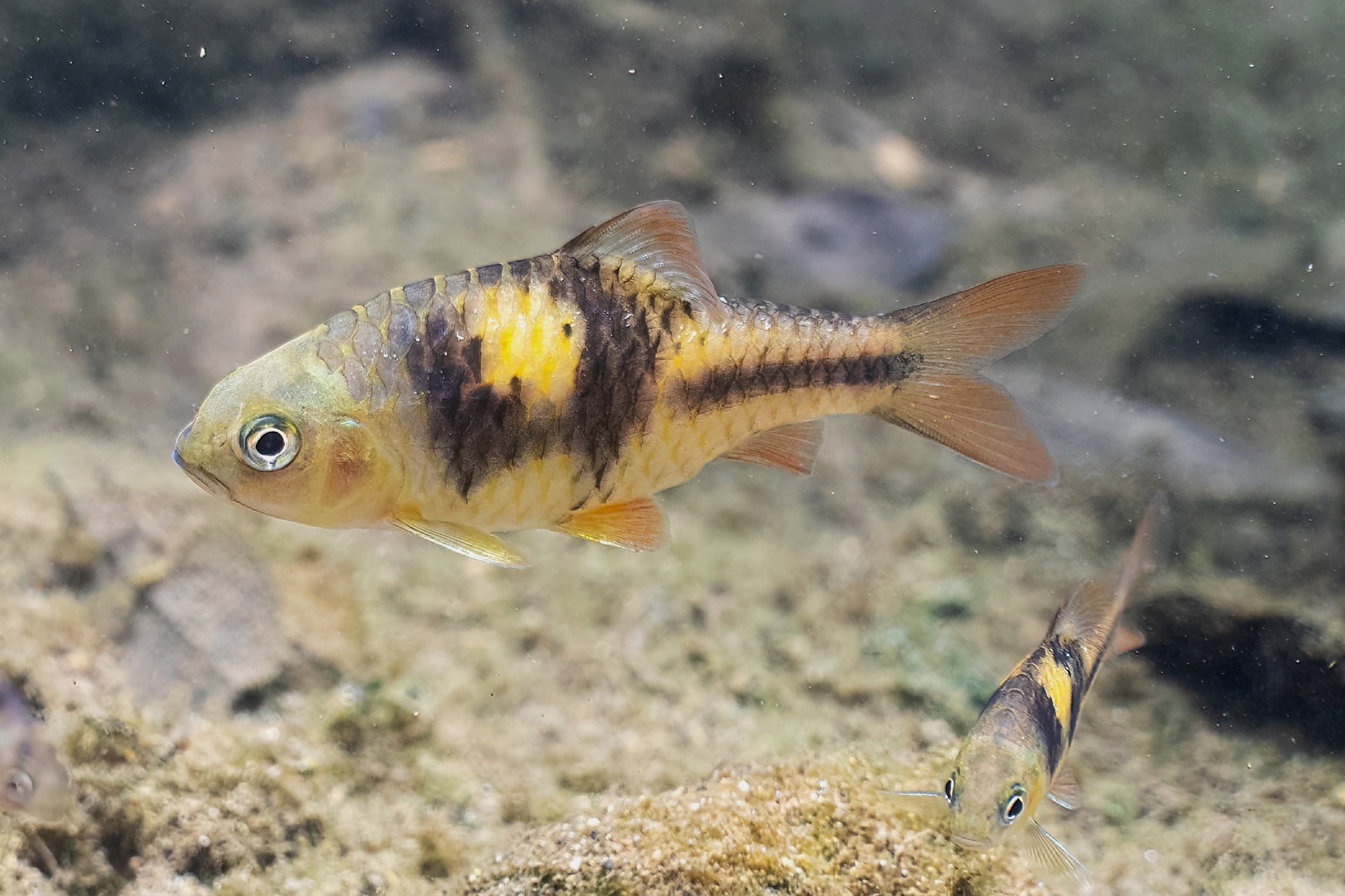 Barbodes lateristriga