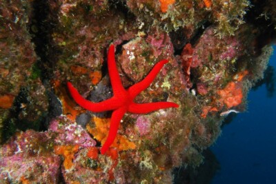 Hacelia attenuata Ophidiasteridae