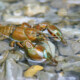 picture of Pacifastacus leniusculus