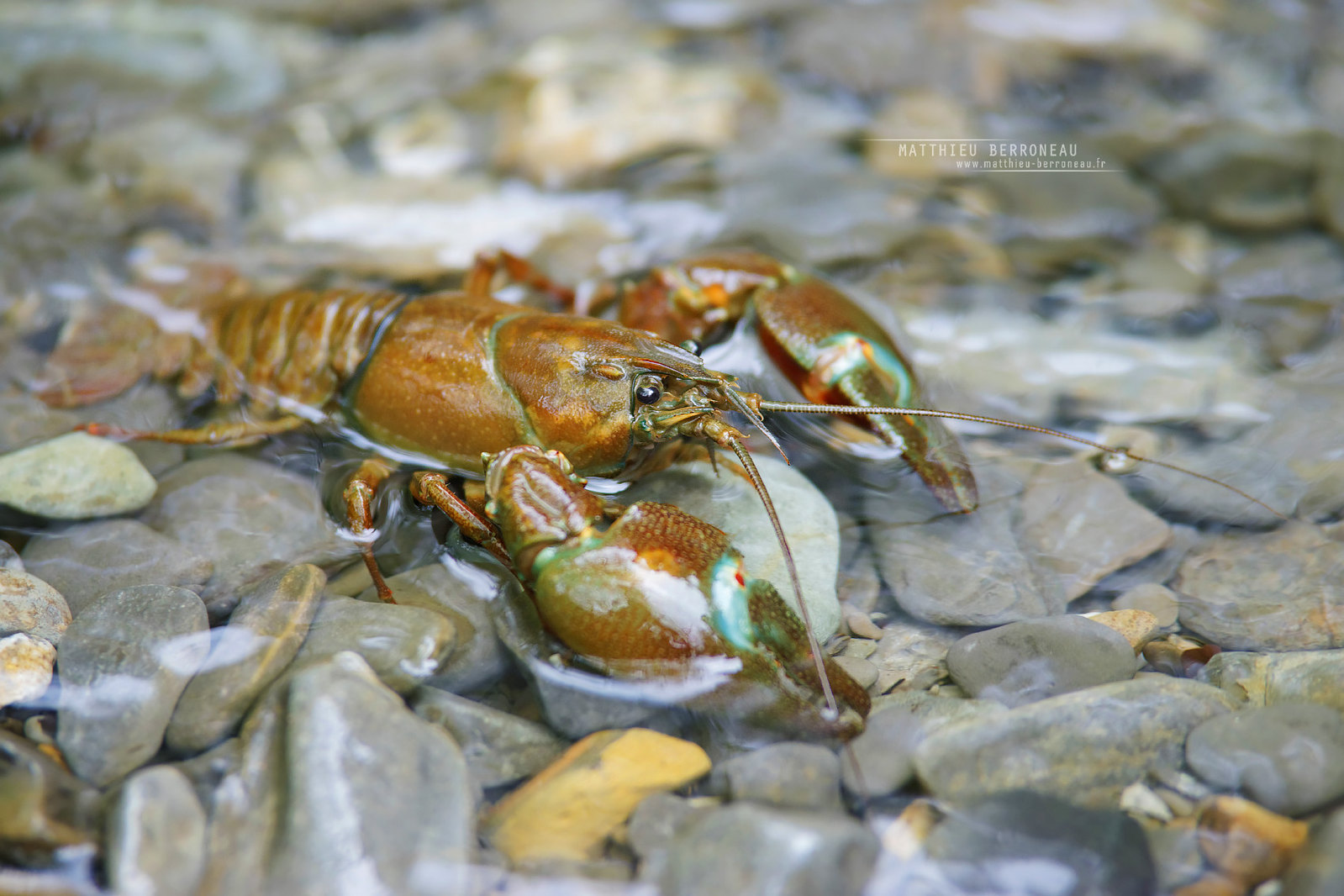 Pacifastacus leniusculus