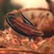 picture of Parosphromenus deissneri