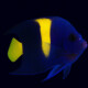 picture of Pomacanthus asfur