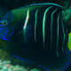 picture of Pomacanthus chrysurus