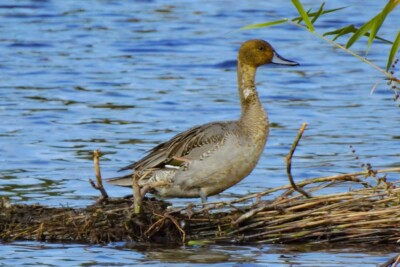canard pilet Anatidae