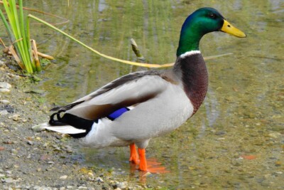 canard colvert Anatidae